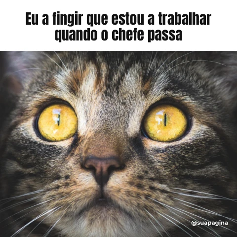 Pré-visualização do modelo Meme de gato (Memes & Entretenimento)