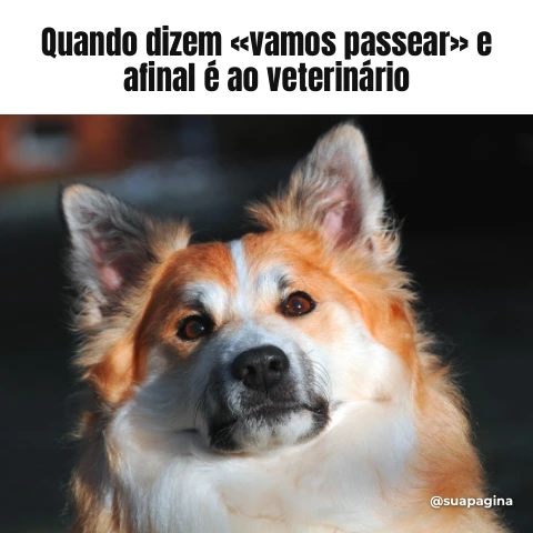 Pré-visualização do modelo Meme de cão (Memes & Entretenimento)
